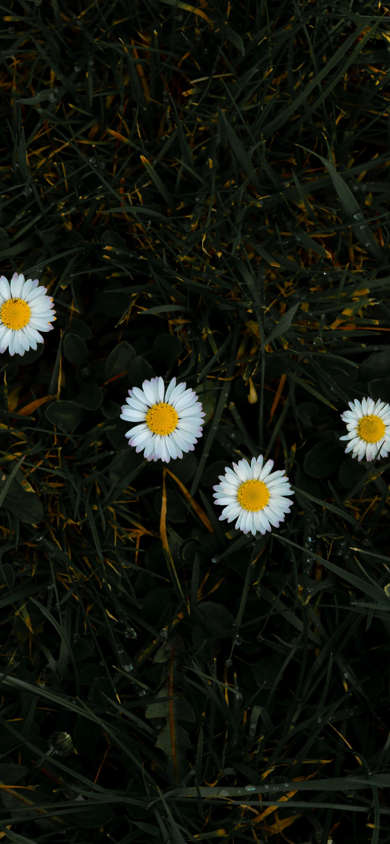 White Daisies in Bloom During Daytime. Wallpaper in 1242x2688 Resolution