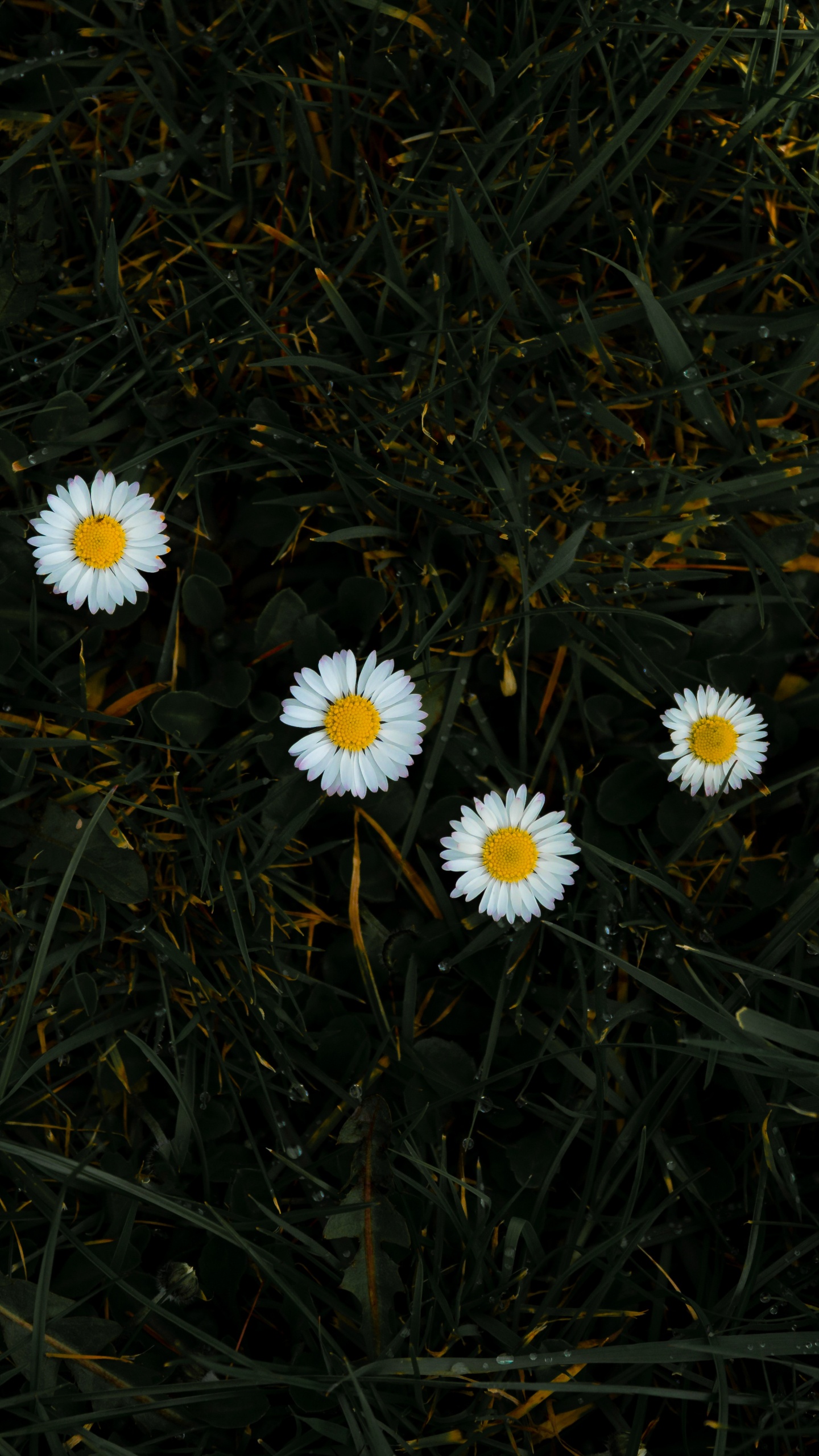 White Daisies in Bloom During Daytime. Wallpaper in 1440x2560 Resolution