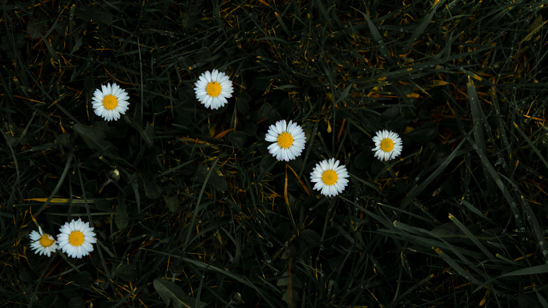 White Daisies in Bloom During Daytime. Wallpaper in 1920x1080 Resolution