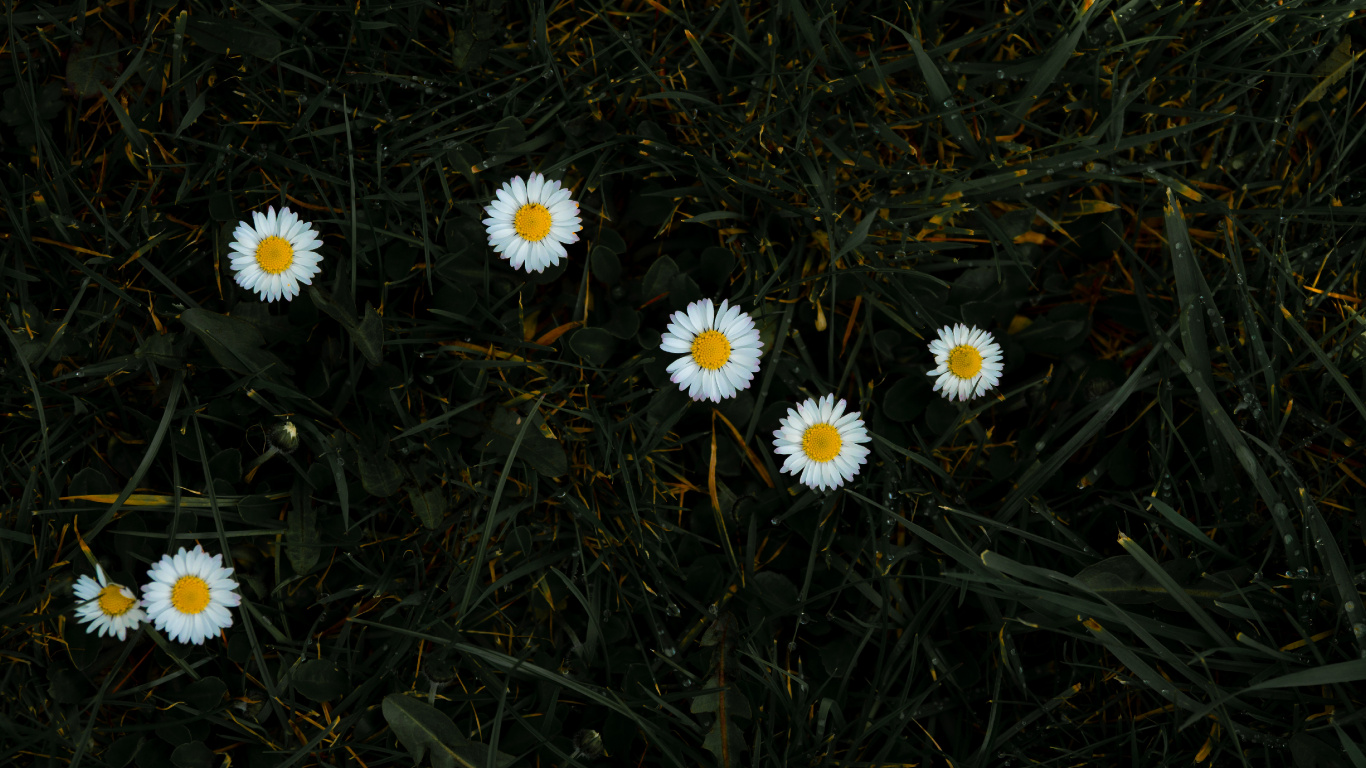 Marguerites Blanches en Fleurs Pendant la Journée. Wallpaper in 1366x768 Resolution