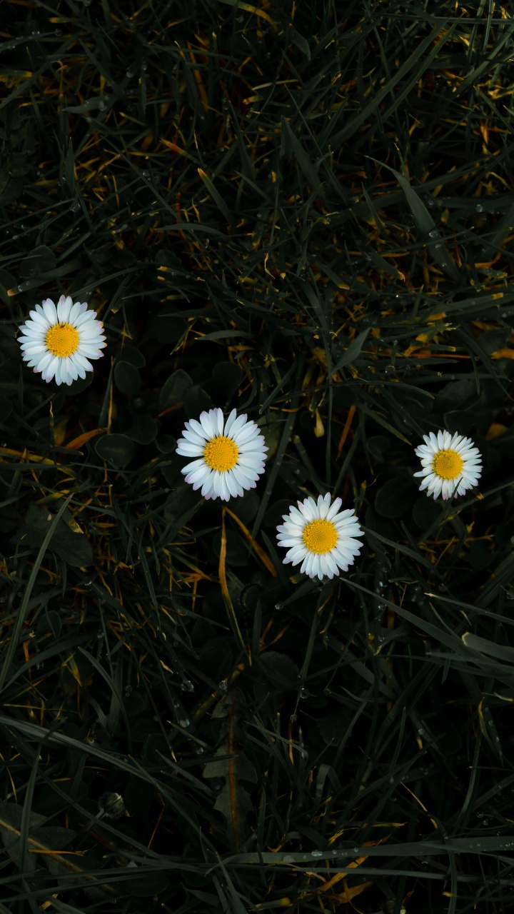 Marguerites Blanches en Fleurs Pendant la Journée. Wallpaper in 720x1280 Resolution