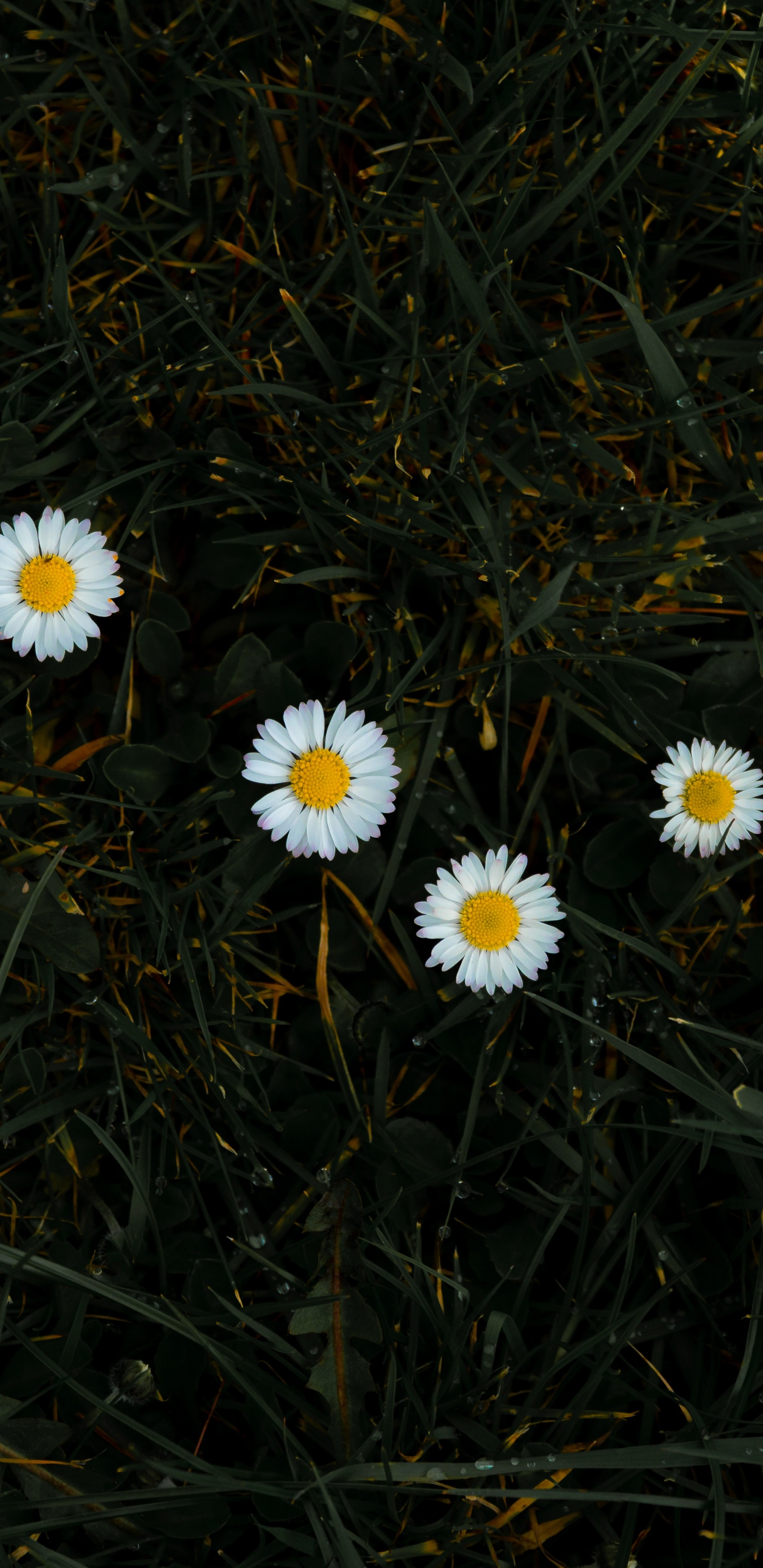 Tagsüber Blühen Weiße Gänseblümchen. Wallpaper in 1440x2960 Resolution