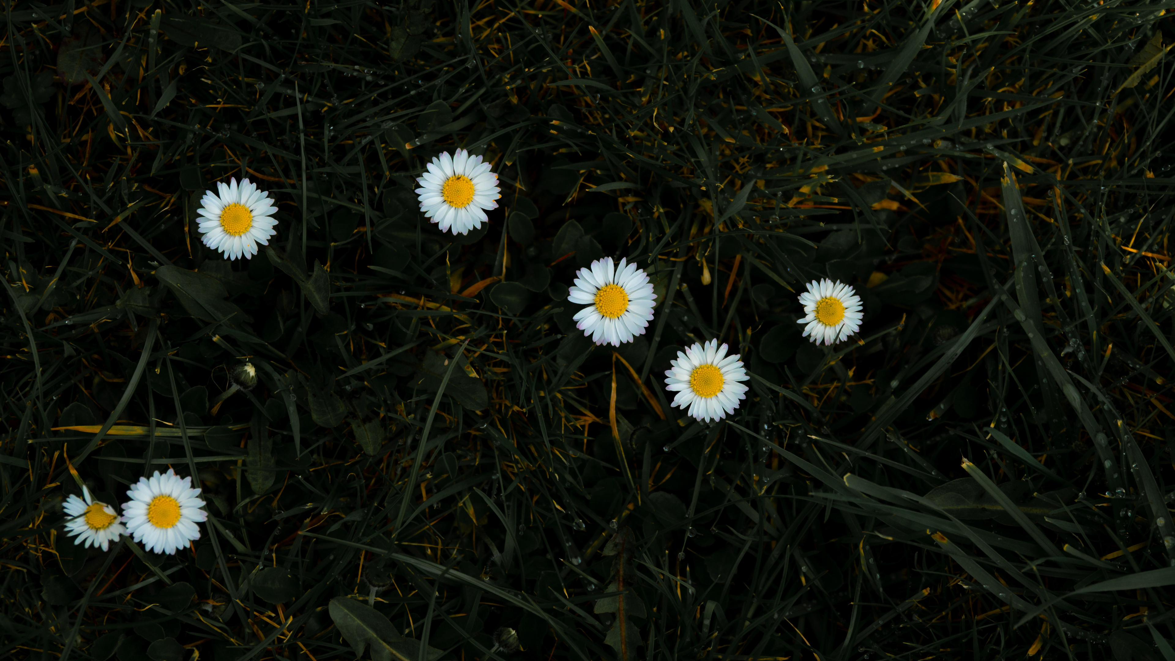 Tagsüber Blühen Weiße Gänseblümchen. Wallpaper in 3840x2160 Resolution