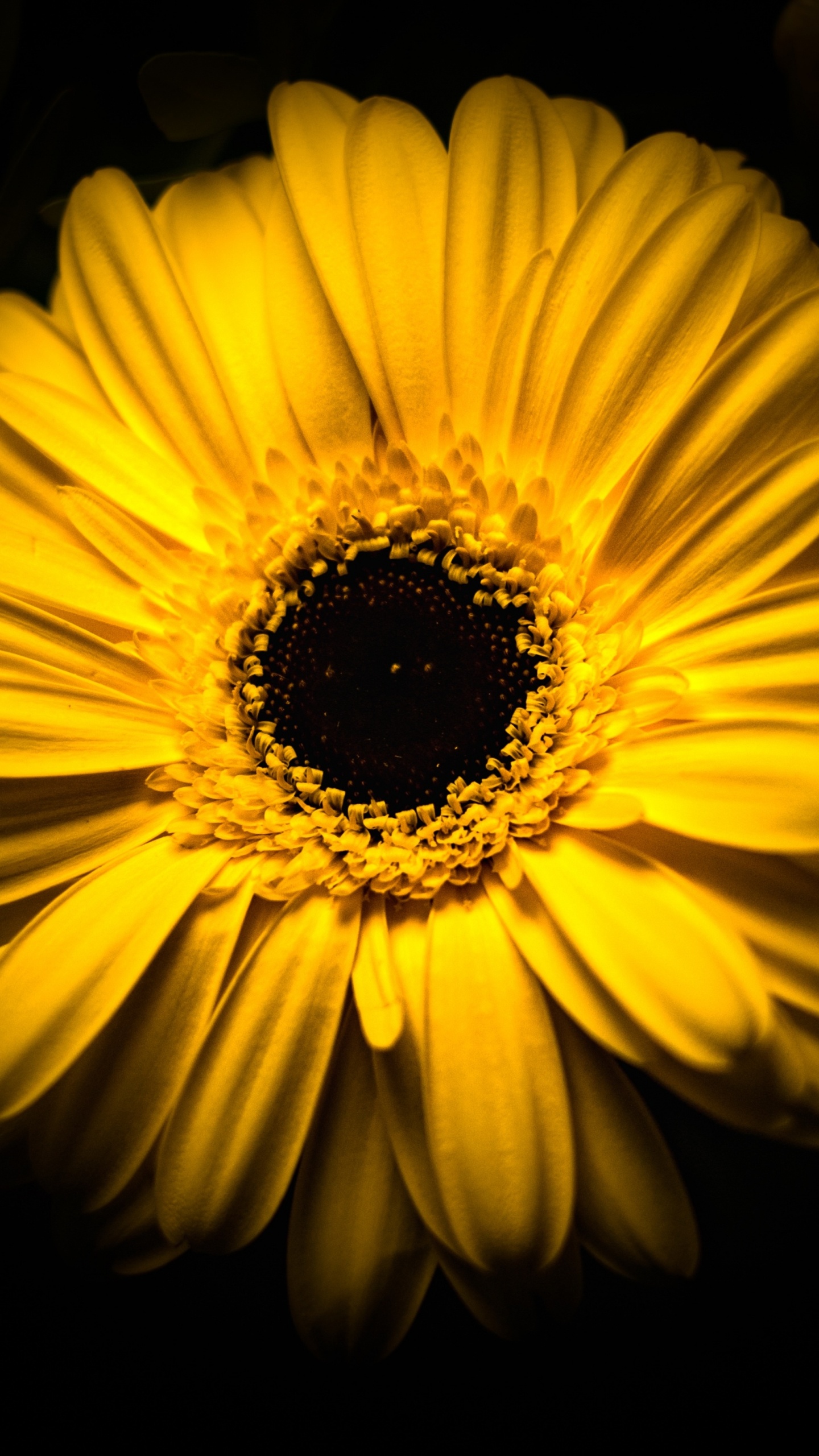 Gelbe Sonnenblume Auf Schwarzem Hintergrund. Wallpaper in 1440x2560 Resolution