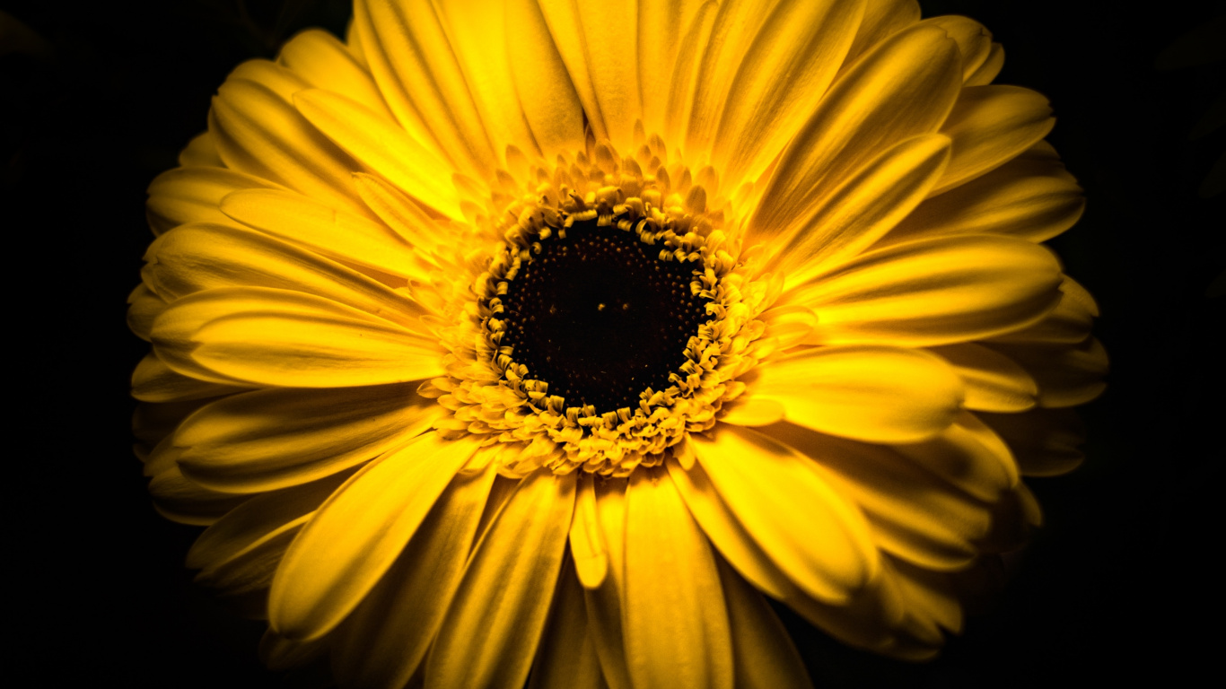 Girasol Amarillo Sobre Fondo Negro. Wallpaper in 1366x768 Resolution