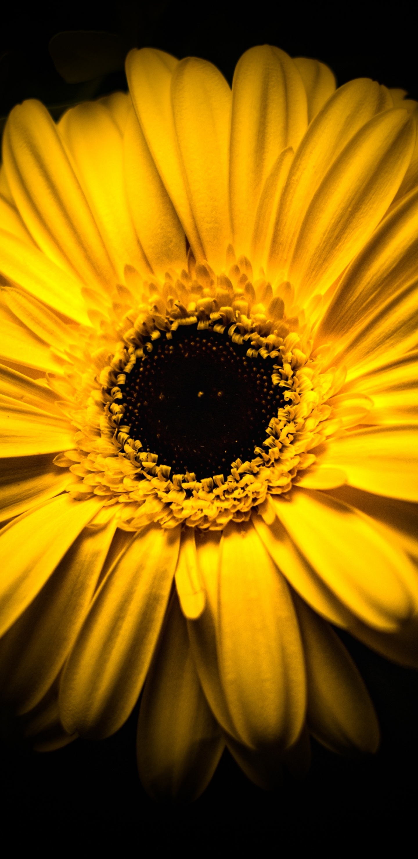 Girasol Amarillo Sobre Fondo Negro. Wallpaper in 1440x2960 Resolution