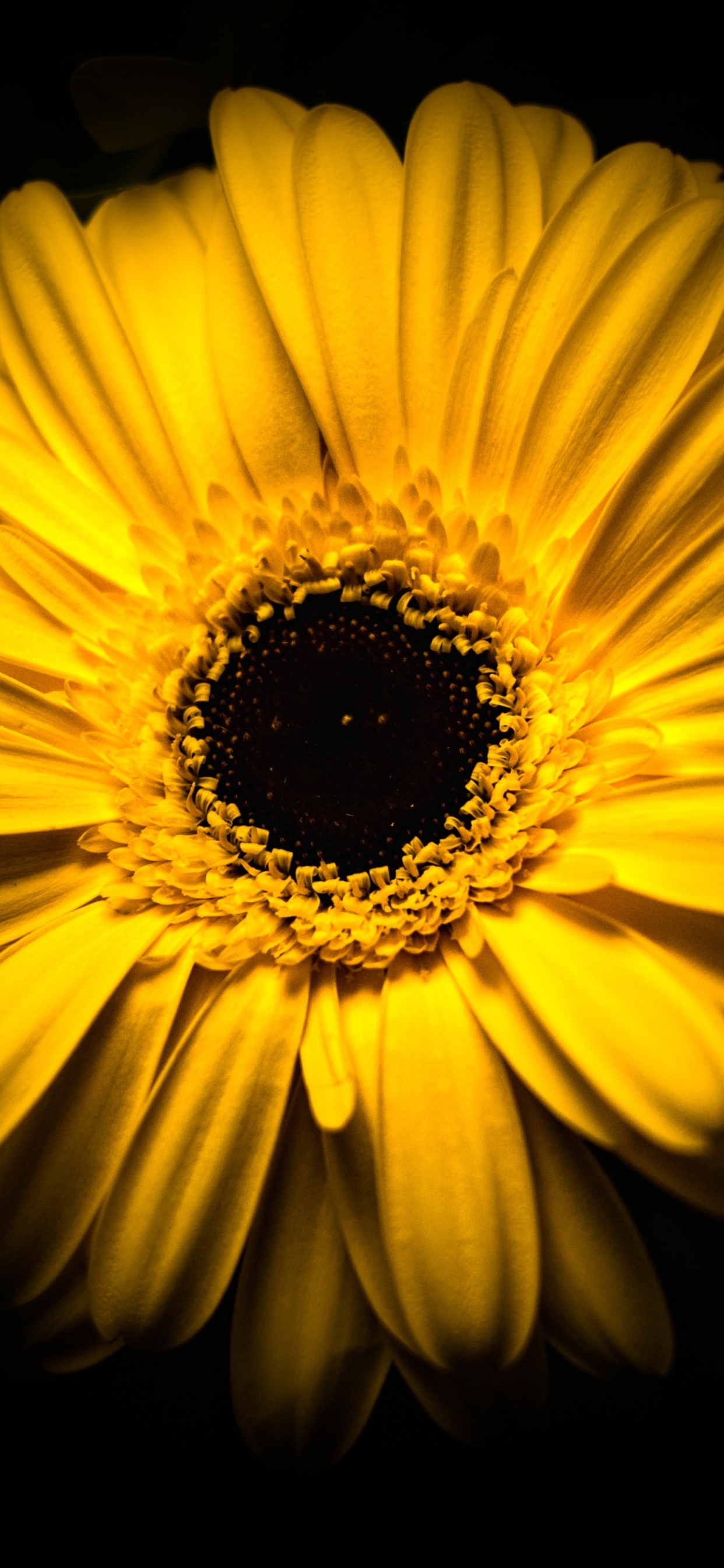 Tournesol Jaune Sur Fond Noir. Wallpaper in 1242x2688 Resolution