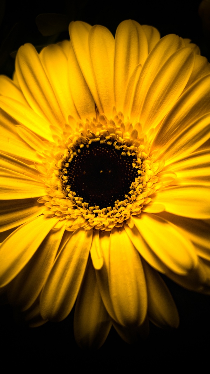Tournesol Jaune Sur Fond Noir. Wallpaper in 720x1280 Resolution