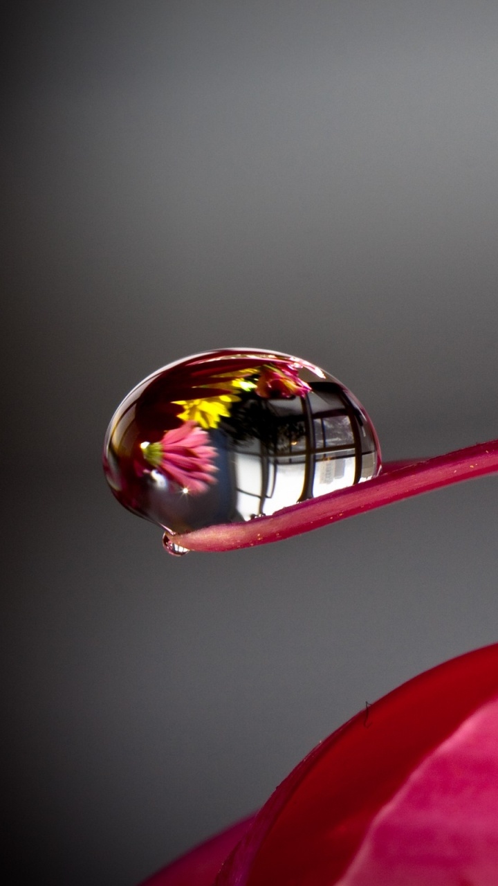 Fleur Rose en Macro Shot. Wallpaper in 720x1280 Resolution