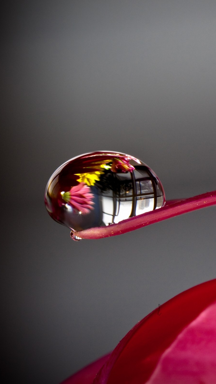 Fleur Rose en Macro Shot. Wallpaper in 750x1334 Resolution