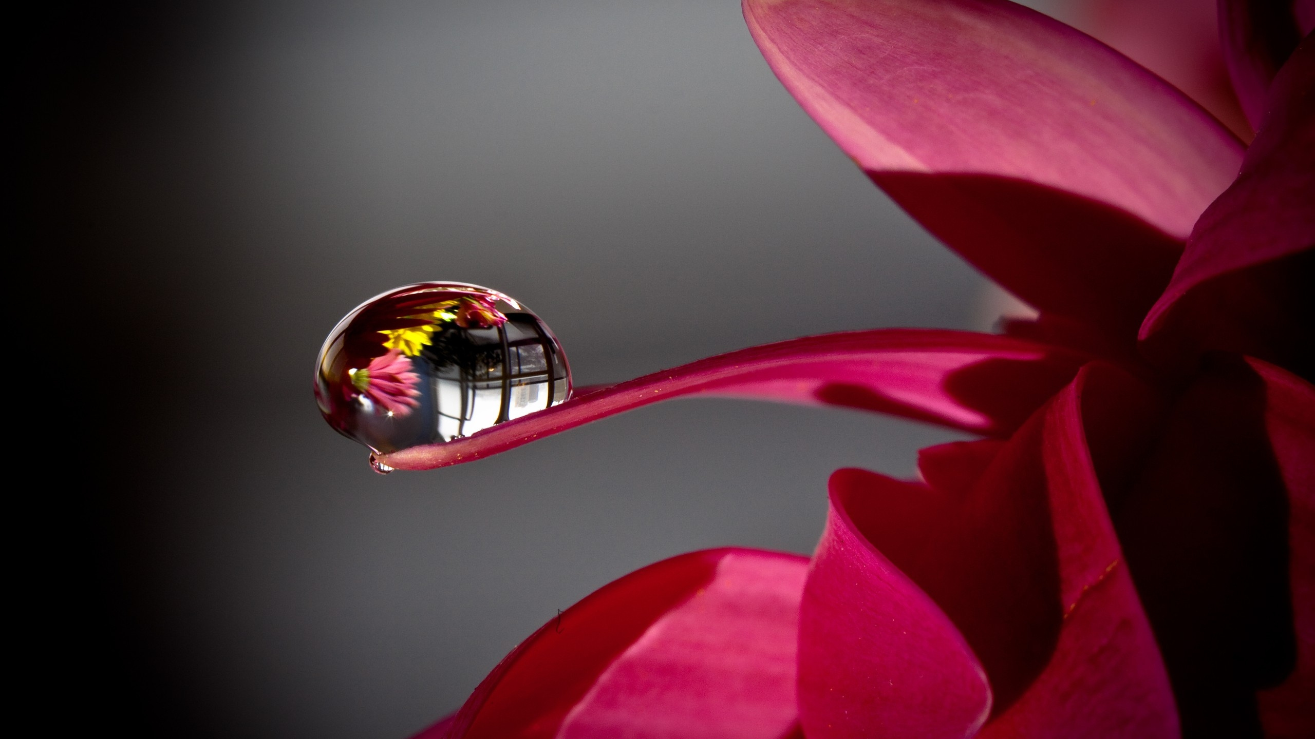 Flor Rosa, En, Macro, Tiro. Wallpaper in 2560x1440 Resolution