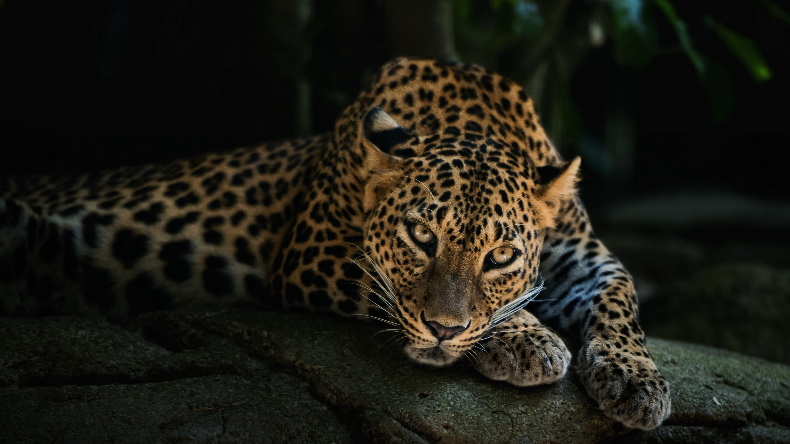 Leopard on Black Rock During Daytime. Wallpaper in 2560x1440 Resolution