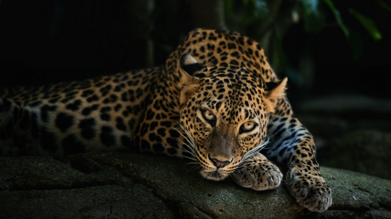 Leopardo Sobre Roca Negra Durante el Día. Wallpaper in 1280x720 Resolution