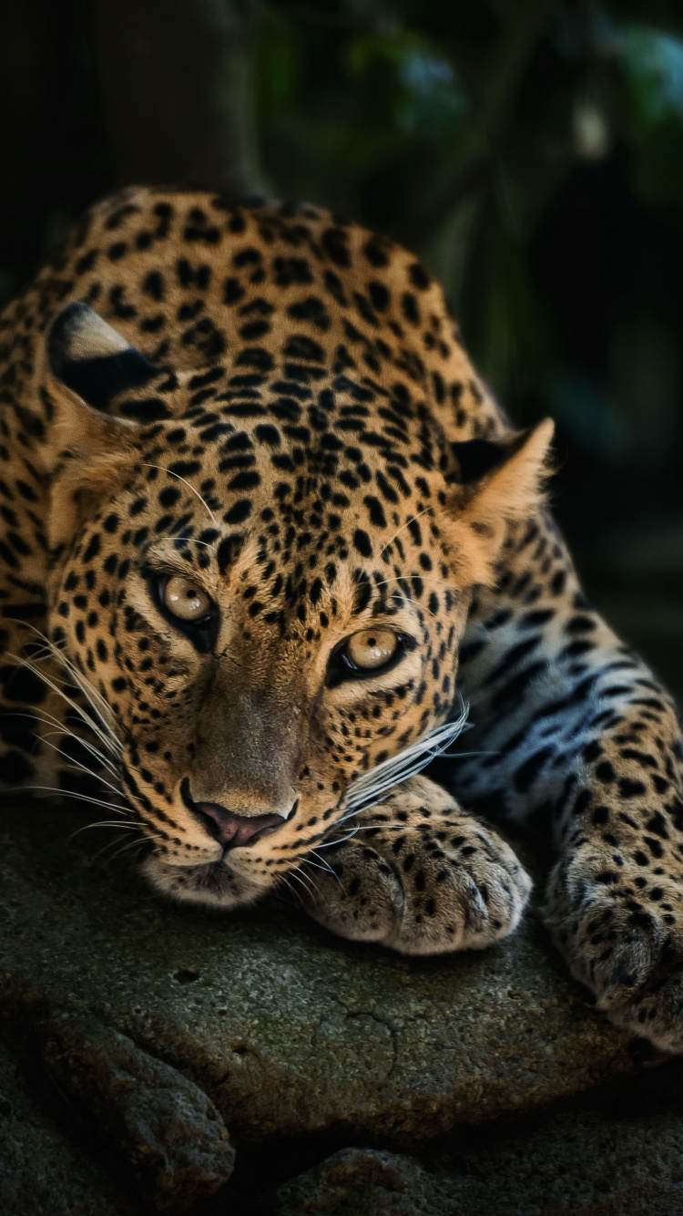 Leopardo Sobre Roca Negra Durante el Día. Wallpaper in 750x1334 Resolution