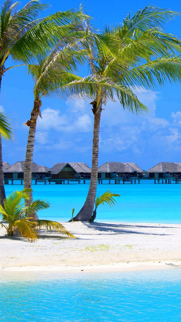 People on Beach During Daytime. Wallpaper in 750x1334 Resolution