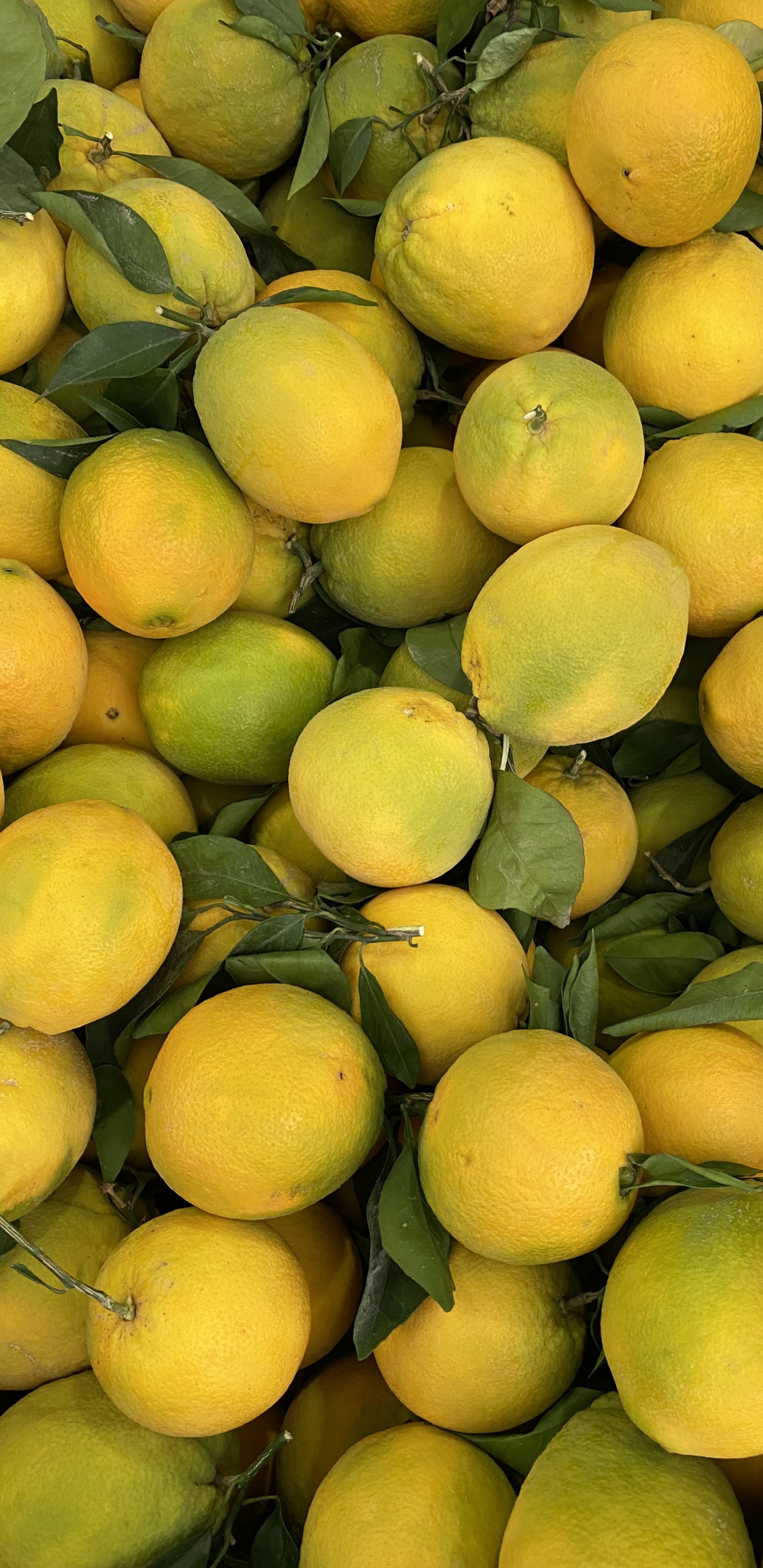 Les Aliments Naturels, Clémentine, Persan à la Chaux, Pamplemousse, Key Lime. Wallpaper in 1440x2960 Resolution