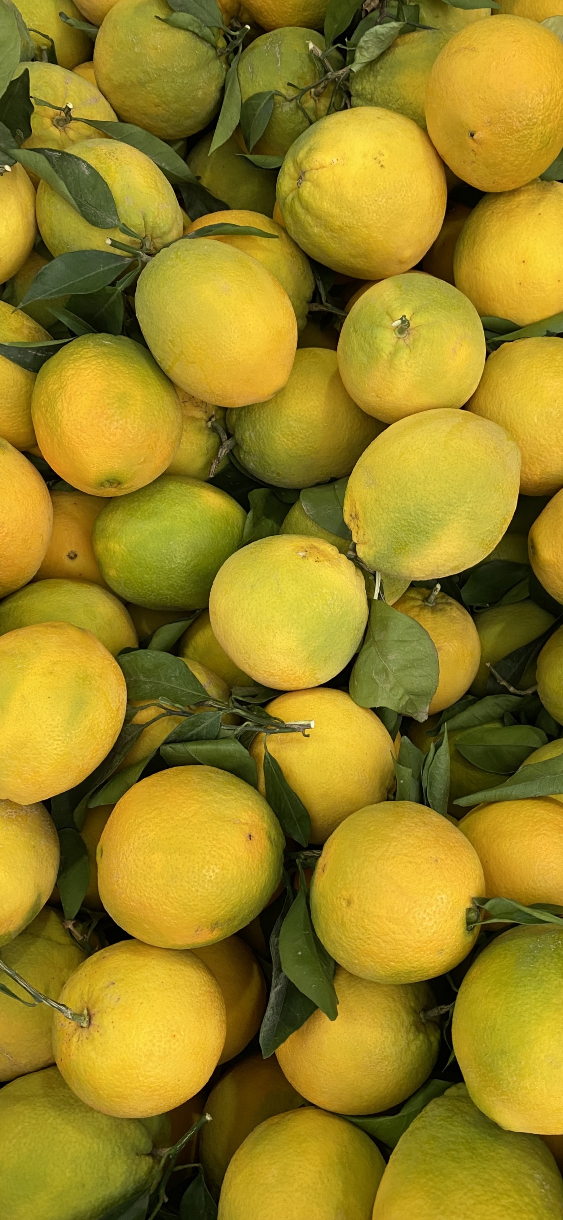 Natural Foods, Clementine, Persian Lime, Grapefruit, Key Lime. Wallpaper in 1125x2436 Resolution