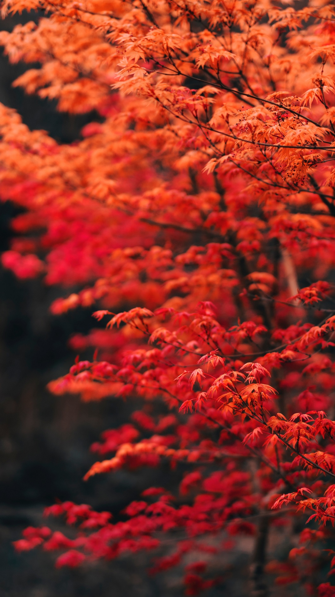 Tree, Branch, Leaf, Red, Nature. Wallpaper in 1080x1920 Resolution