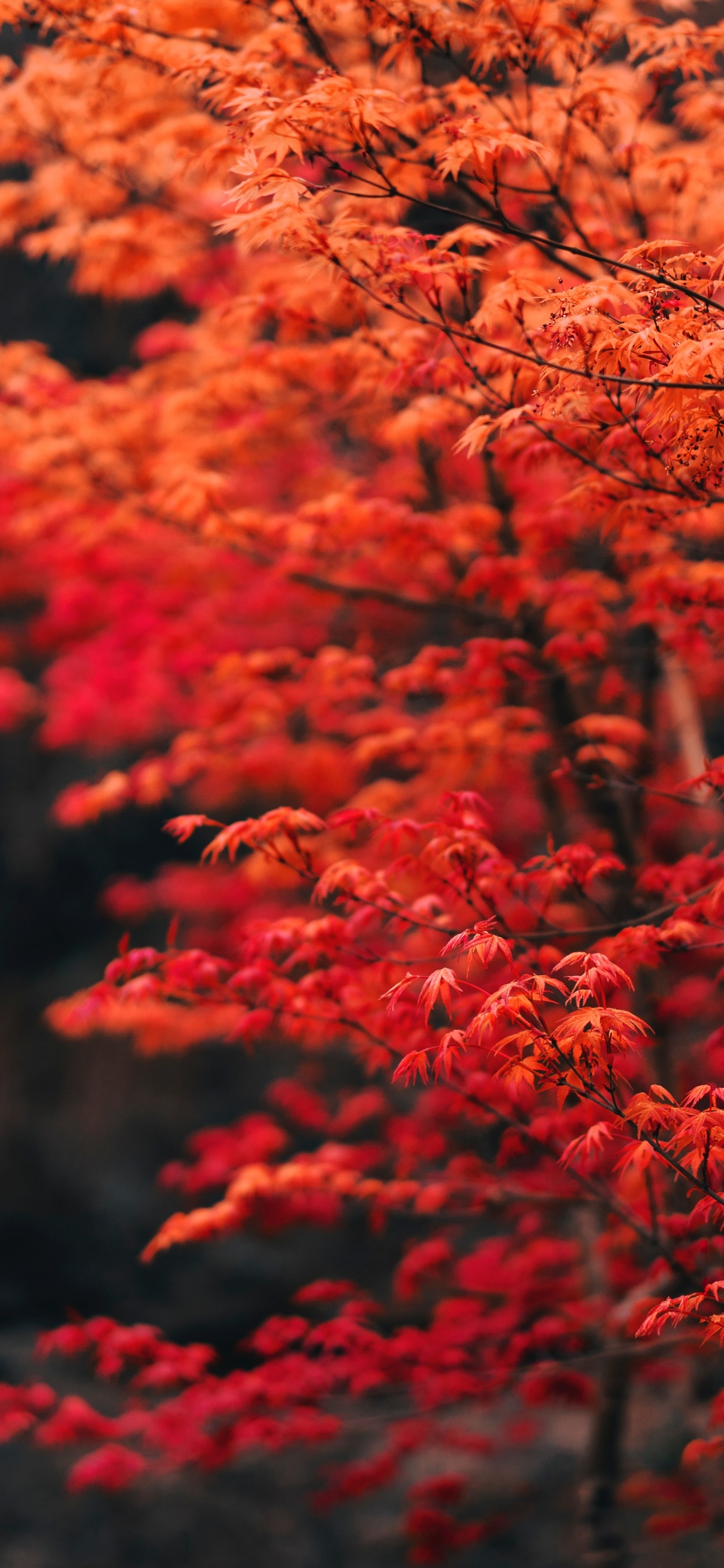 Tree, Branch, Leaf, Red, Nature. Wallpaper in 1125x2436 Resolution