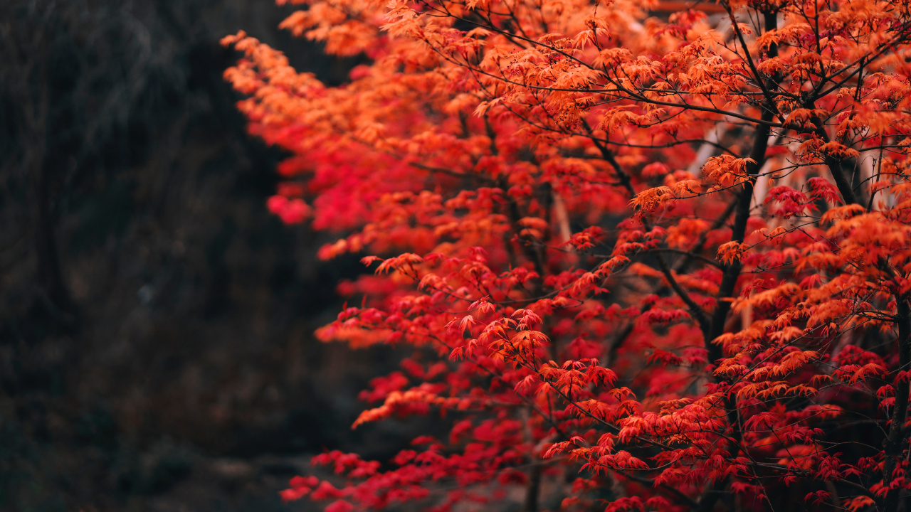 Tree, Branch, Leaf, Red, Nature. Wallpaper in 1280x720 Resolution