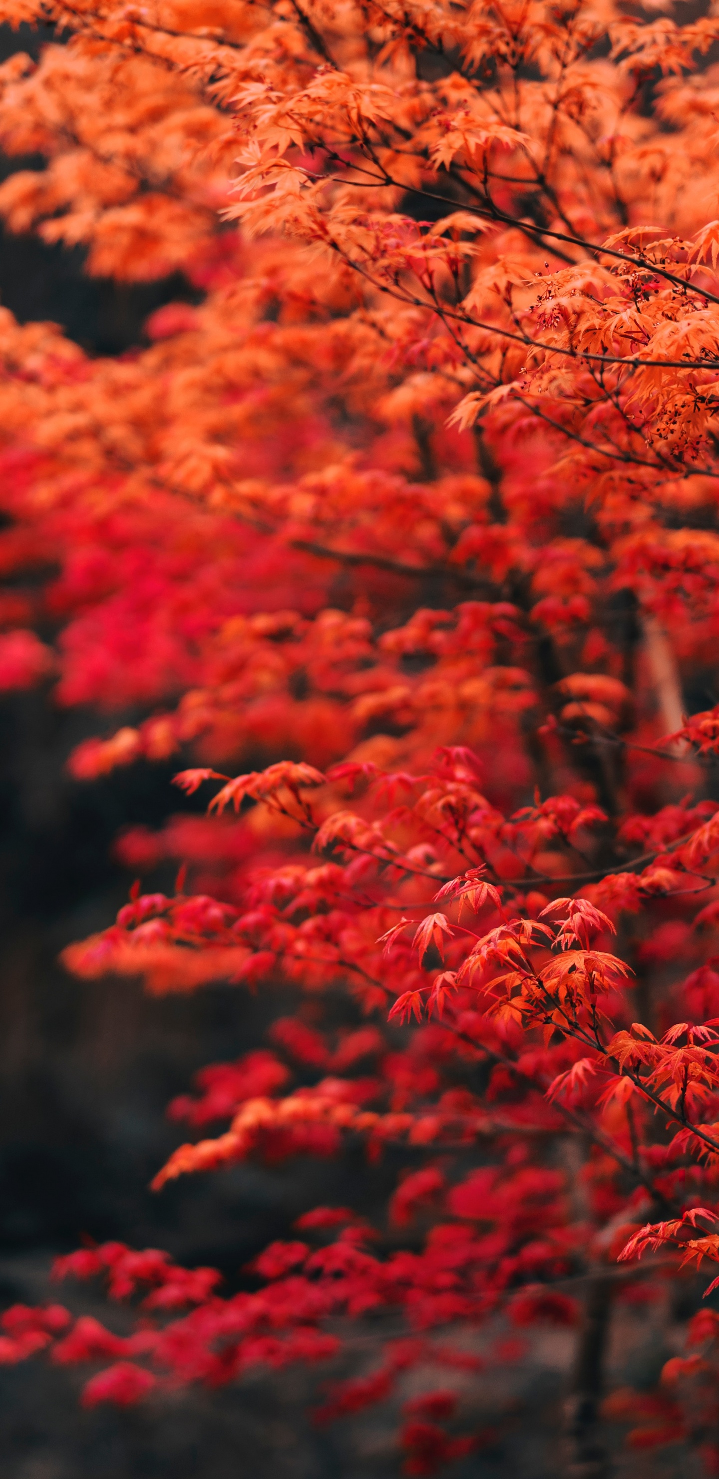 Tree, Branch, Leaf, Red, Nature. Wallpaper in 1440x2960 Resolution