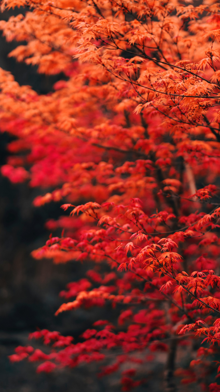 Tree, Branch, Leaf, Red, Nature. Wallpaper in 750x1334 Resolution