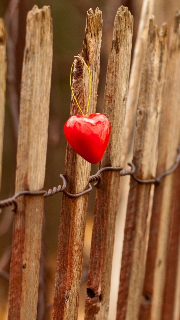 木, 树枝, 植物干, Youtube上的, 上帝 壁纸 720x1280 允许