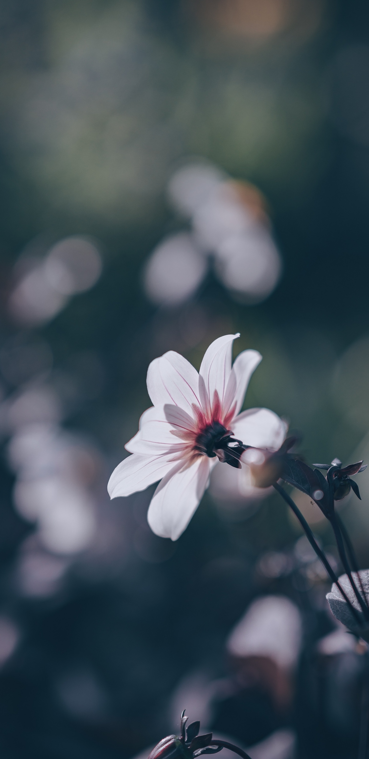 Weiße Kirschblüte Blüht Tagsüber. Wallpaper in 1440x2960 Resolution