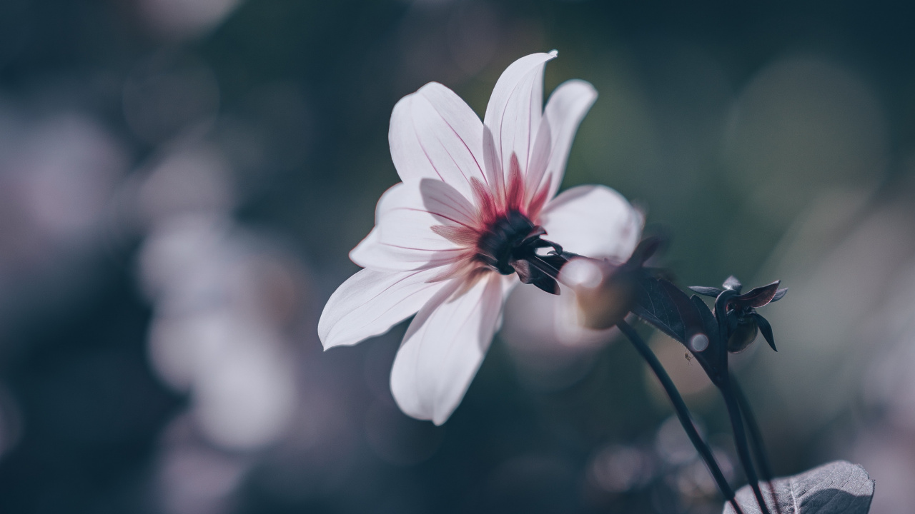性质, 弹簧, 粉红色, 显花植物, 野花 壁纸 1280x720 允许