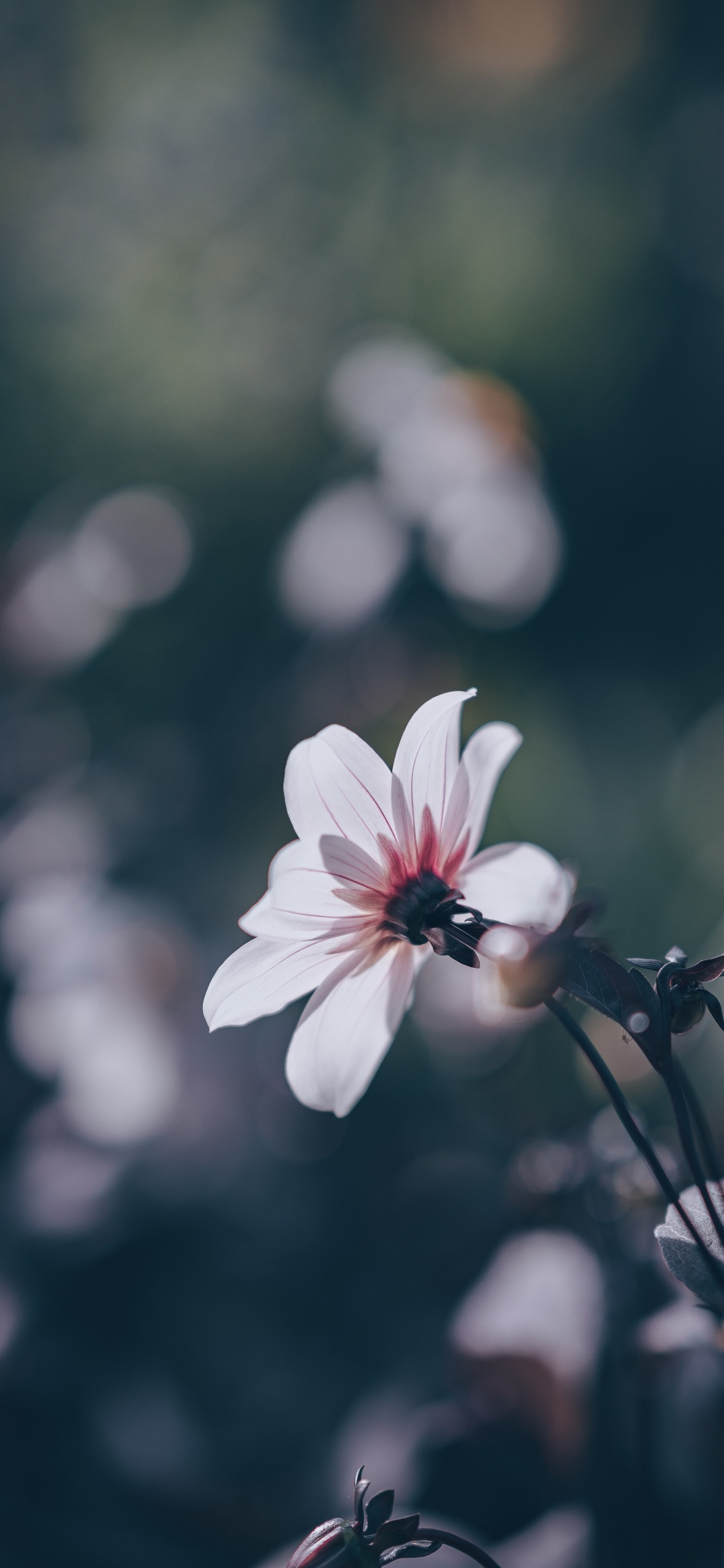 White Cherry Blossom in Bloom During Daytime. Wallpaper in 1242x2688 Resolution