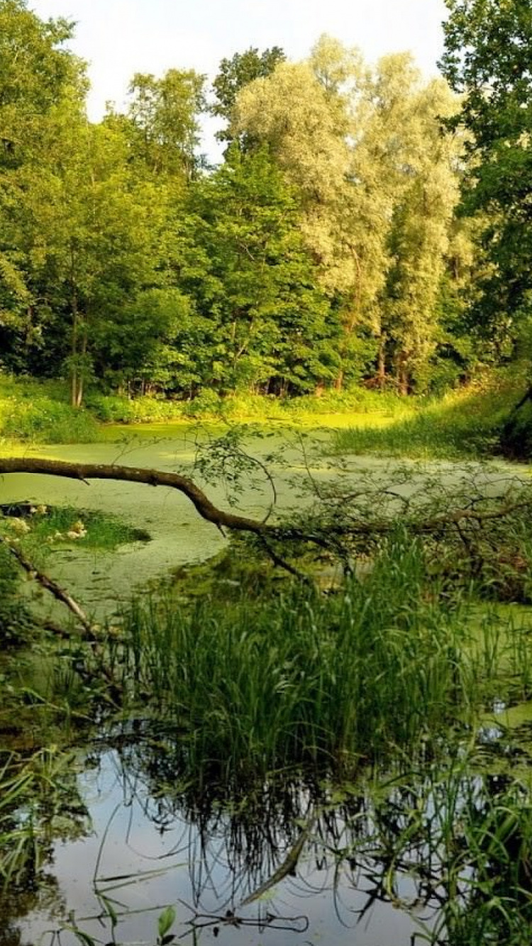 Tagsüber Grünes Gras Und Bäume Neben Dem Fluss. Wallpaper in 750x1334 Resolution