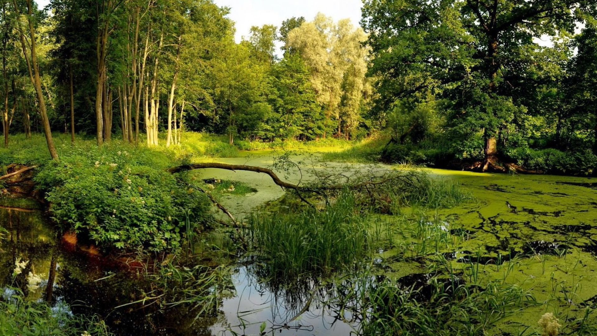 Hierba Verde y Árboles Junto al Río Durante el Día.. Wallpaper in 1920x1080 Resolution