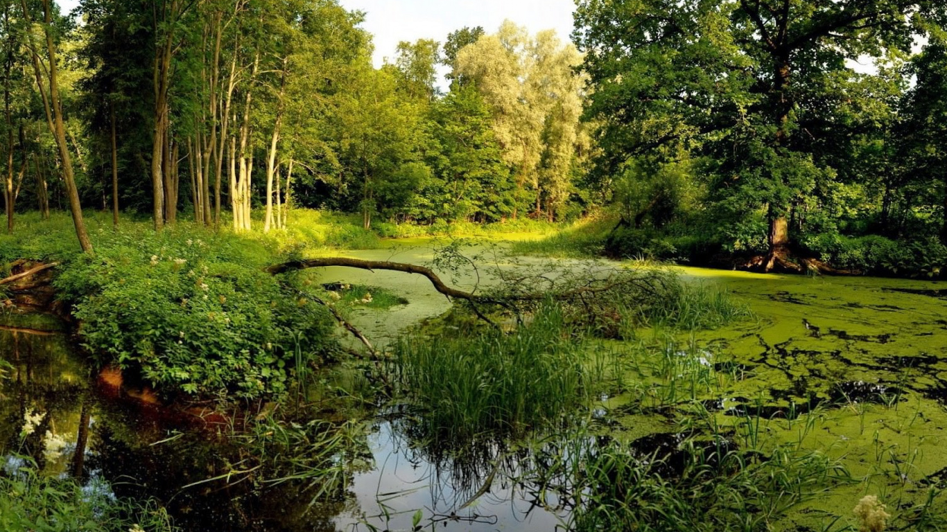 Herbe Verte et Arbres au Bord de la Rivière Pendant la Journée. Wallpaper in 1366x768 Resolution