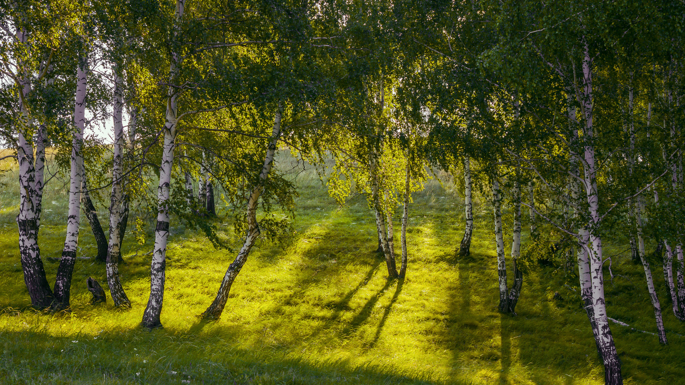 Campo de Hierba Verde Con Arboles. Wallpaper in 1366x768 Resolution