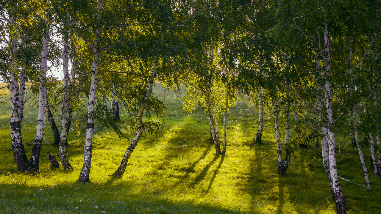Green Grass Field With Trees. Wallpaper in 1280x720 Resolution