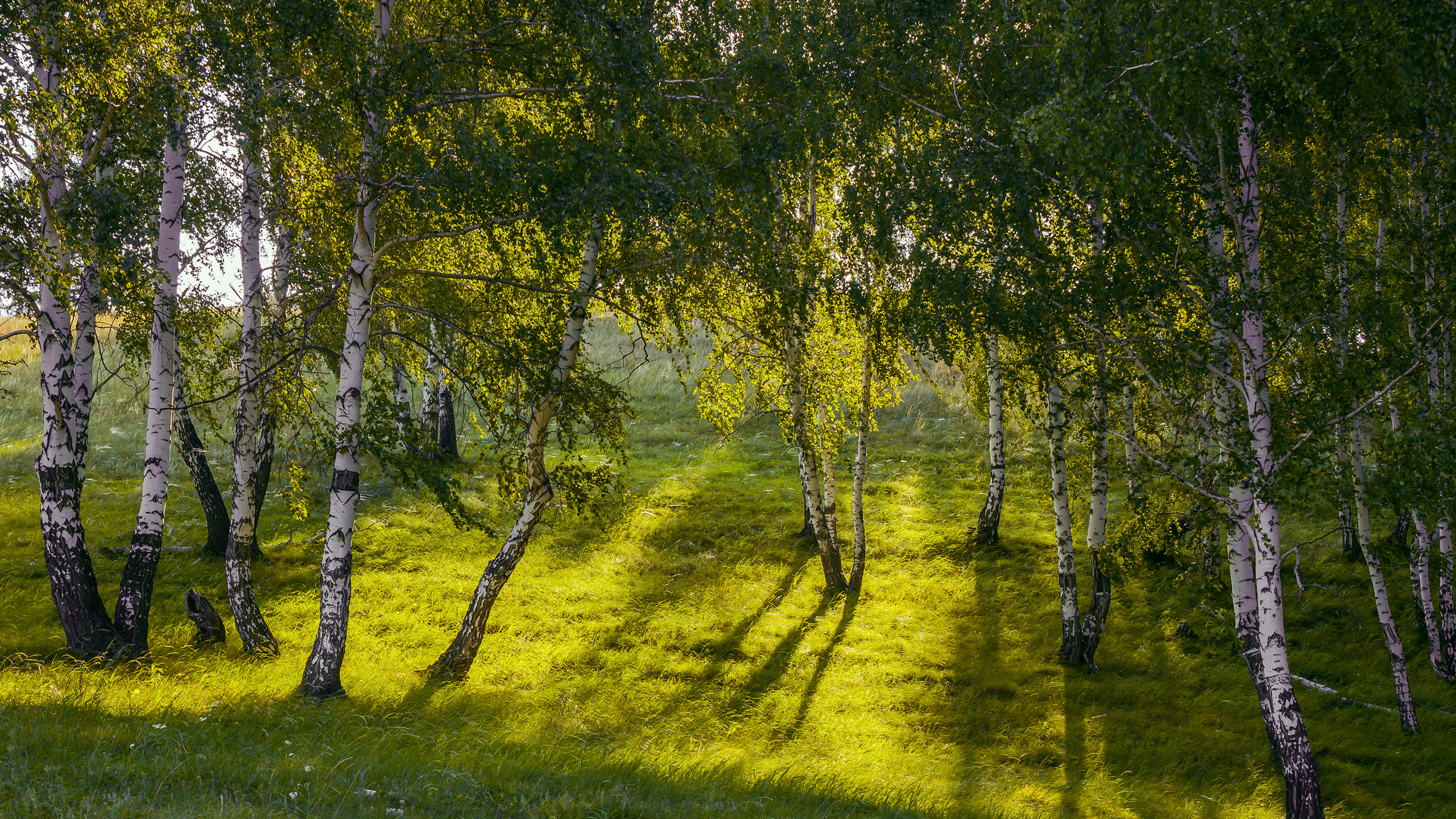 Green Grass Field With Trees. Wallpaper in 2560x1440 Resolution
