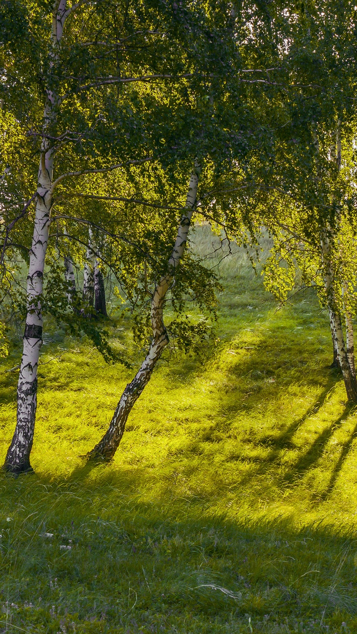 Green Grass Field With Trees. Wallpaper in 720x1280 Resolution