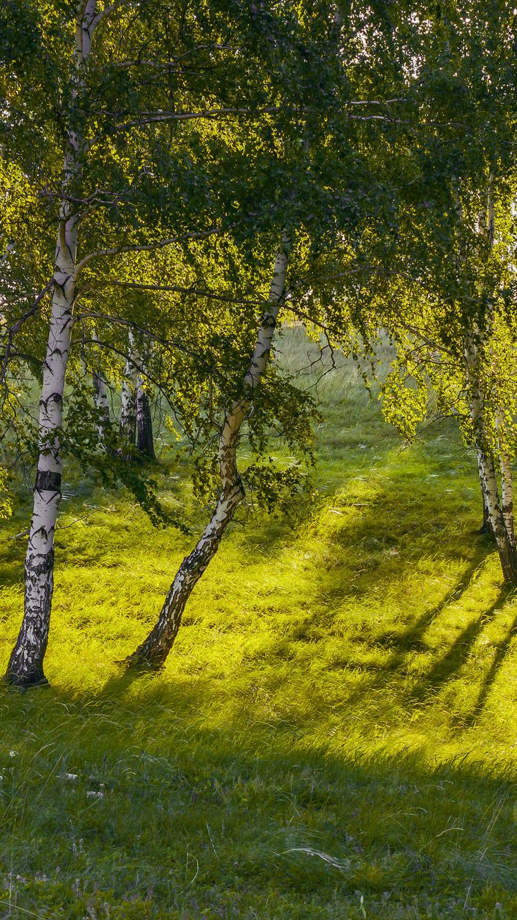 Green Grass Field With Trees. Wallpaper in 750x1334 Resolution