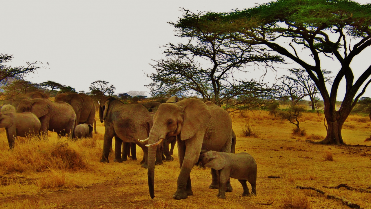Safari, 野生动物, 陆地动物, 大象和猛犸象, 印度大象 壁纸 1280x720 允许