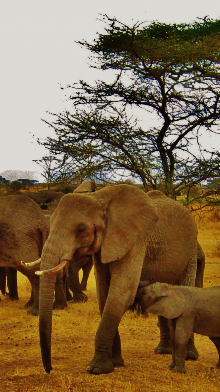Safari, 野生动物, 陆地动物, 大象和猛犸象, 印度大象 壁纸 750x1334 允许