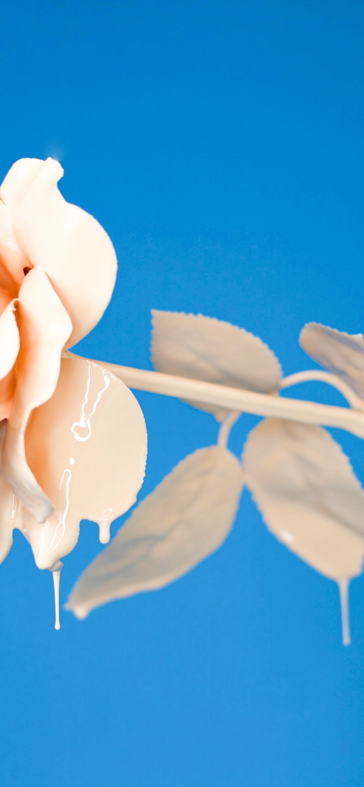 Rosa Amarilla en Flor Durante el Día. Wallpaper in 1242x2688 Resolution