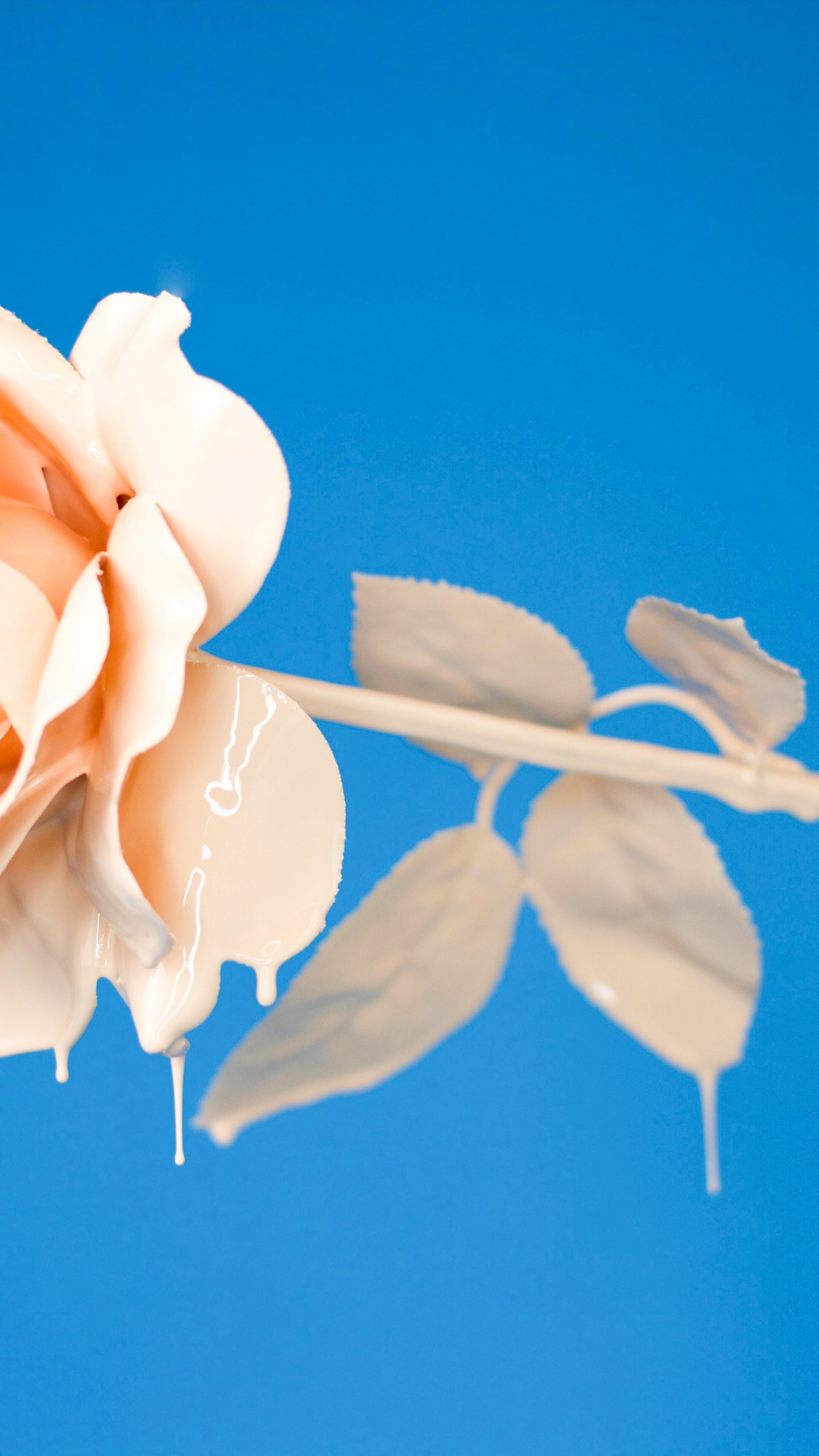 Rosa Amarilla en Flor Durante el Día. Wallpaper in 1440x2560 Resolution