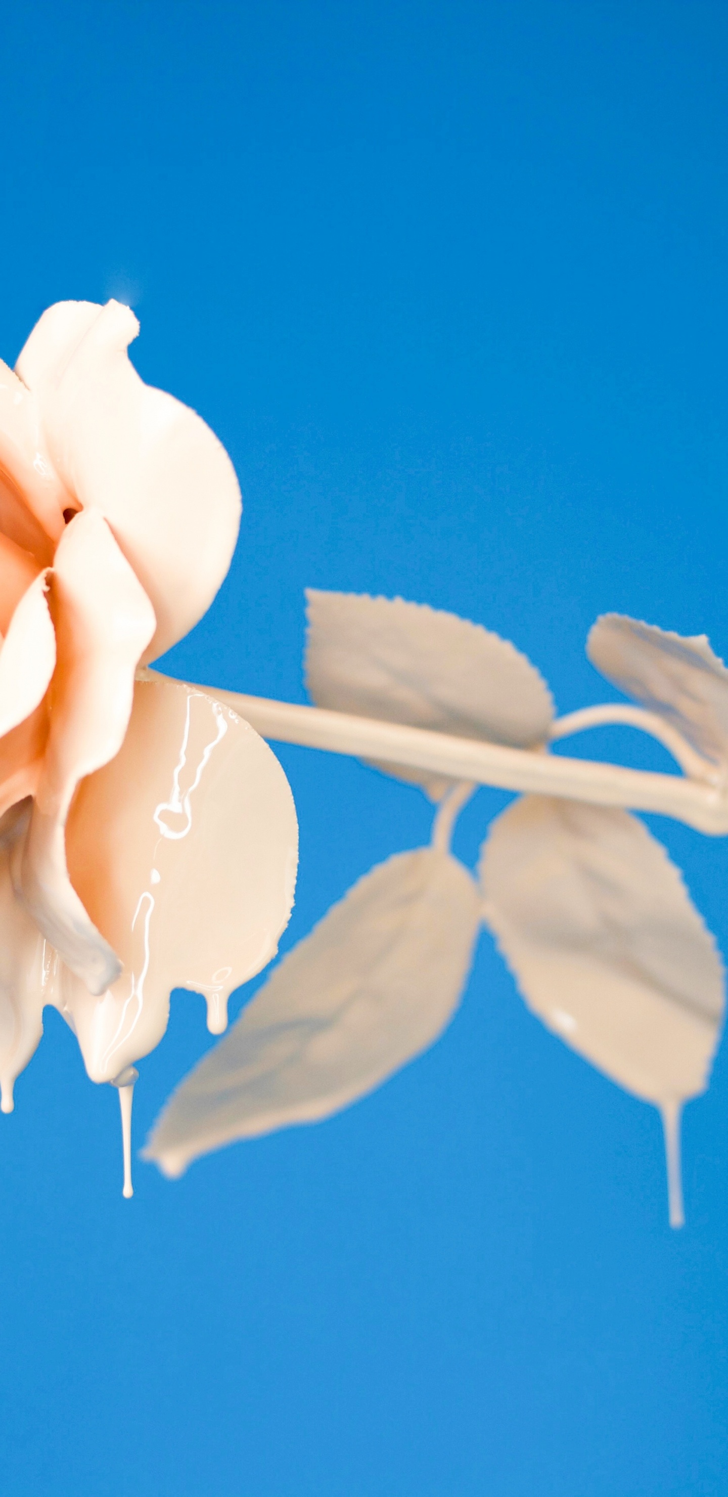 Rosa Amarilla en Flor Durante el Día. Wallpaper in 1440x2960 Resolution