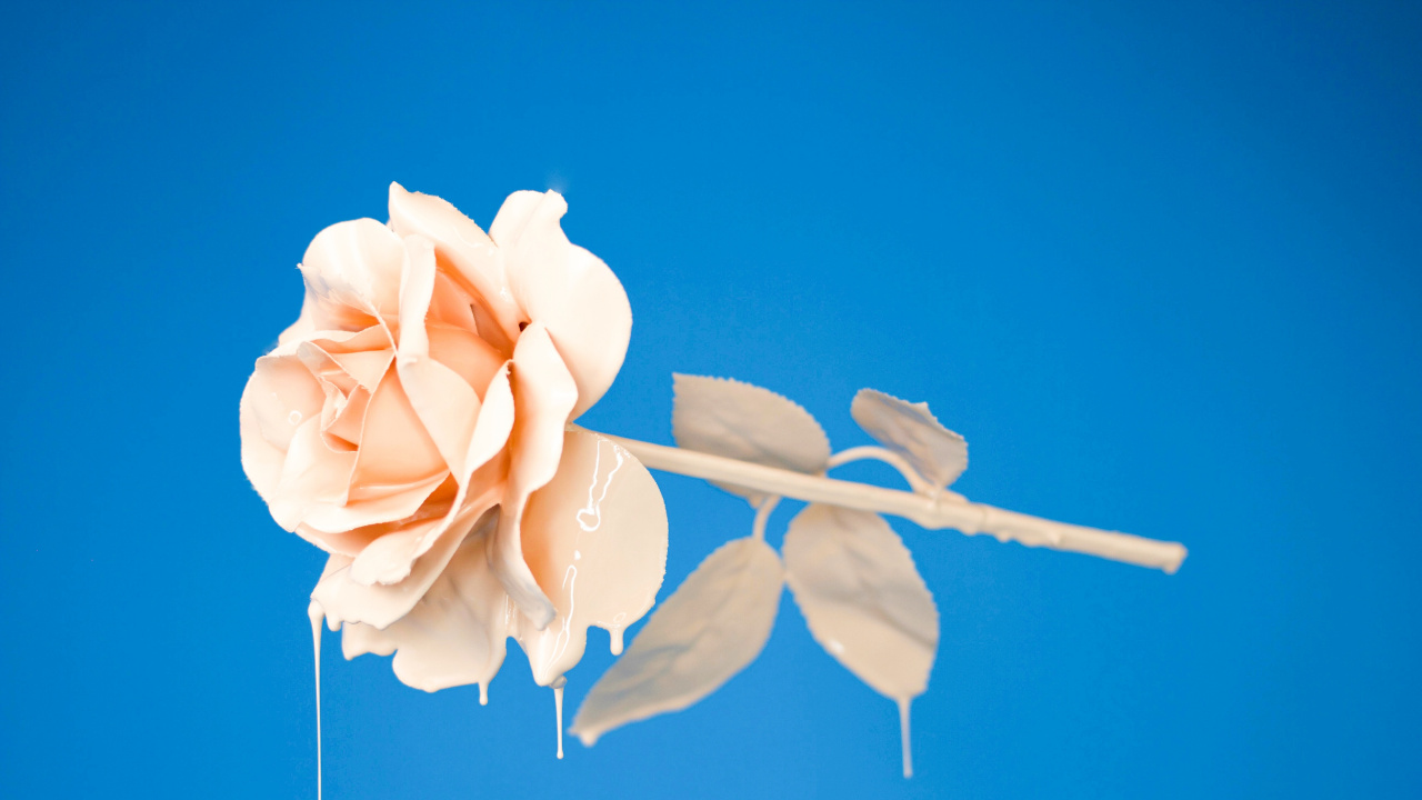 Yellow Rose in Bloom During Daytime. Wallpaper in 1280x720 Resolution