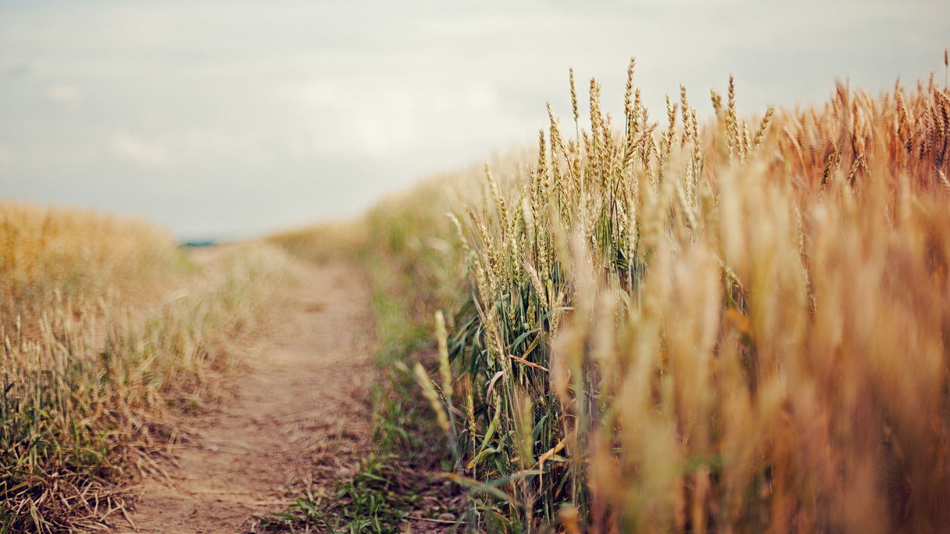 Brown Grass Field Under White Sky During Daytime. Wallpaper in 1366x768 Resolution
