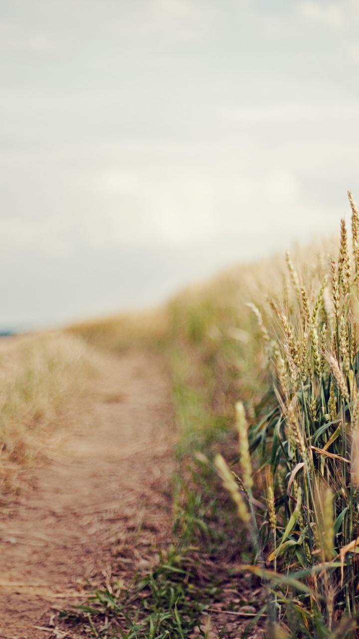 Brown Grass Field Under White Sky During Daytime. Wallpaper in 720x1280 Resolution