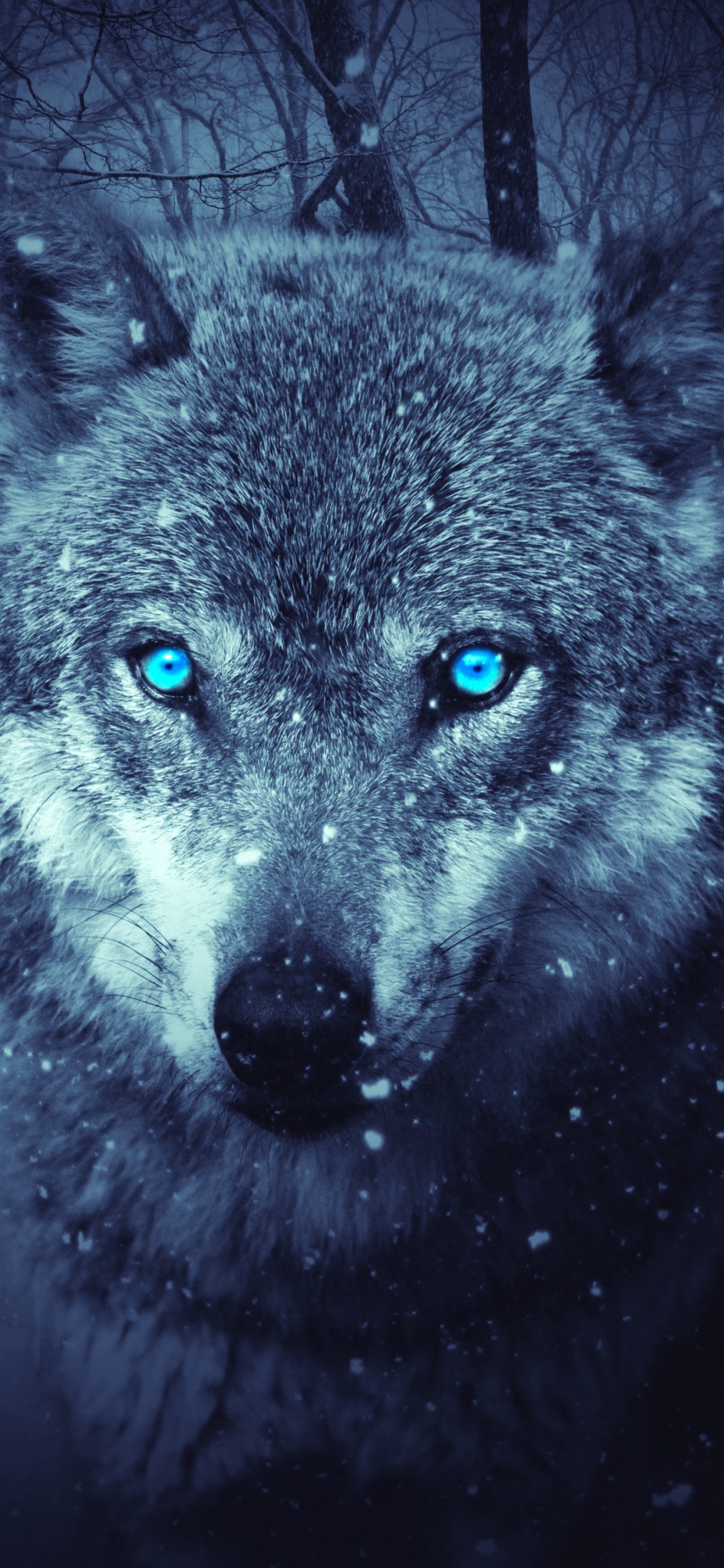 Grauer Wolf im Wald. Wallpaper in 1125x2436 Resolution