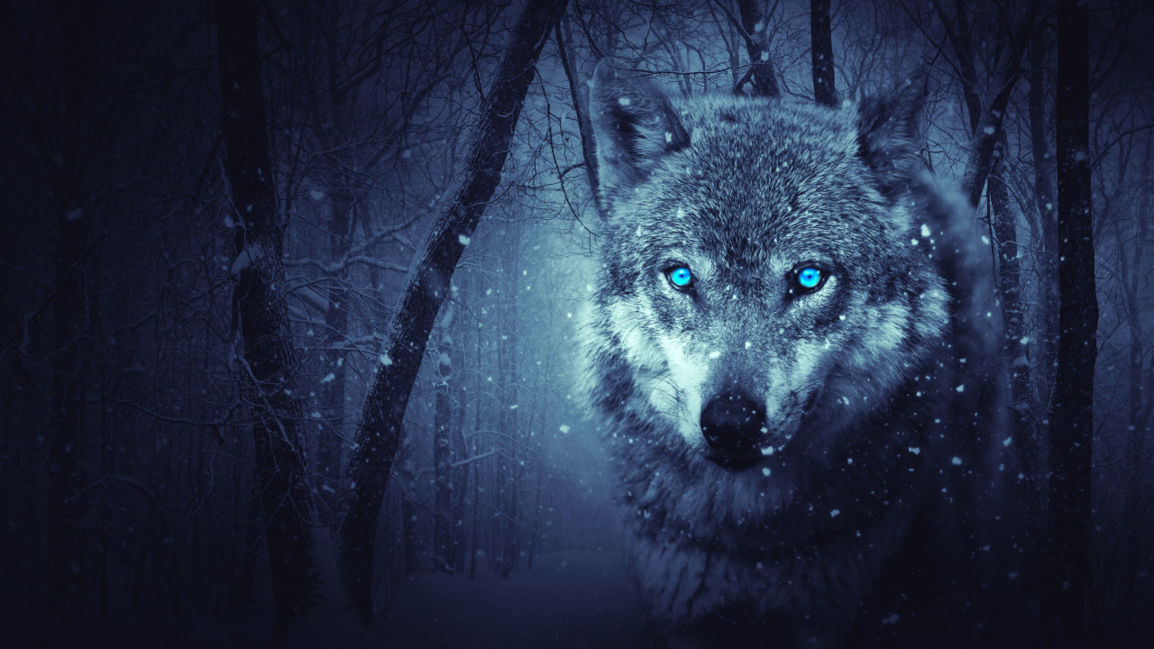 Grauer Wolf im Wald. Wallpaper in 1280x720 Resolution