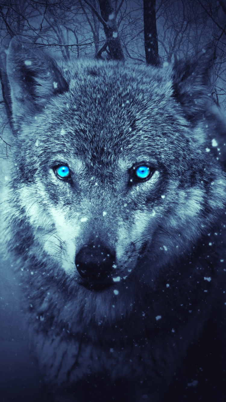 Loup Gris Dans Les Bois. Wallpaper in 750x1334 Resolution