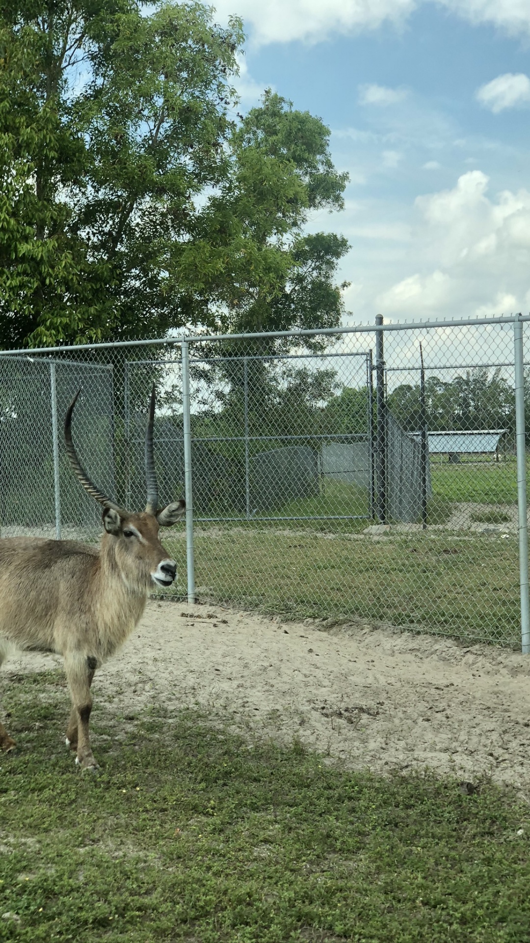 Wildlife, White Tailed Deer, Antelope, Deer, Wire Fencing. Wallpaper in 1080x1920 Resolution